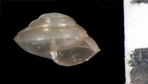 Sitalina trochulus formosanus (蓬萊圓口小蝸牛)