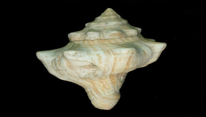 Pleuroploca trapezium (角赤旋螺)