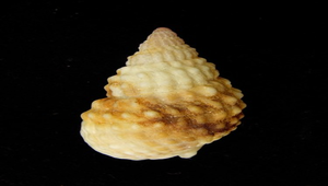 Nassarius papillosus (疣織紋螺)