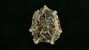 Siphonaria sirius (菊松螺)