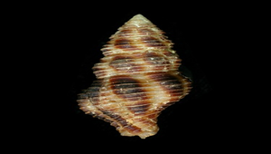 Latirus craticulatus (紅斑塔旋螺)