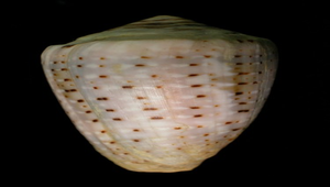 Conus coronatus (花冠芋螺)