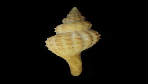 Granulifusus niponicus (日本長旋螺)