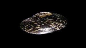 Neritina variegata (細斑蜑螺)