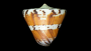 Conus generalis (將軍芋螺)