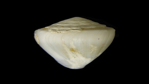 Conus sponsalis nanus (白花環芋螺)