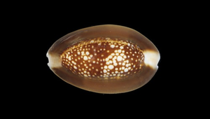 Cypraea caputserpentis (雪山寶螺)