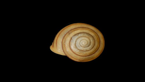 Camaena batanica boteltobagoensis (蘭嶼蝸牛)