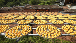黃金傳奇-秋的柿餅-資源代表圖