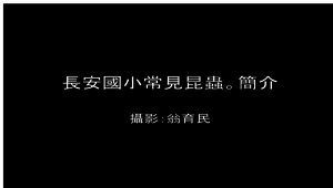 臺南市長安國小常見昆蟲簡介-資源代表圖