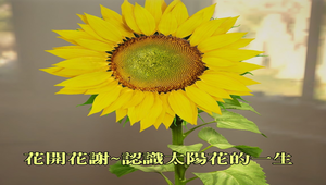 花開花謝~認識太陽花的一生