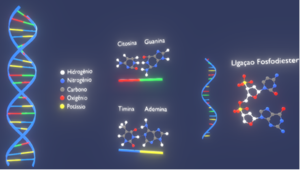 DNA結構與複製
