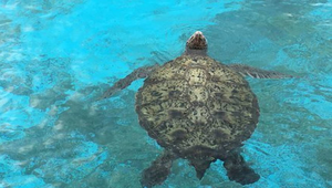 永續Earth養成記-紀錄海洋環境的海龜癡漢-資源代表圖