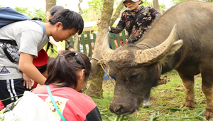 五十二個戶外教育好點子-草山風情與坪頂遊學-資源代表圖