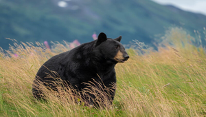 自然筆記-專訪麥覺明導演介紹"黑熊來了"紀錄片