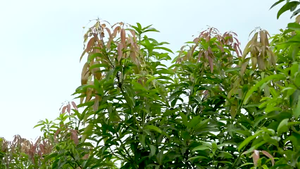屏東水之武夏雪芒果農場