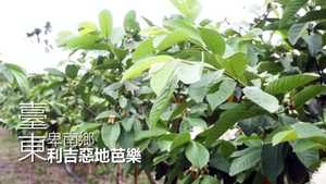 利吉惡地芭樂