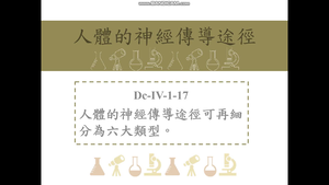 人體的神經傳導途徑可再細分為六大類型