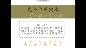 在葉片上造成維管束正常、維管束斷裂等區域，其他條件相同，用來比較光合作用需要水分才能進行