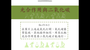 在葉片上造成氣孔打開、氣孔堵塞等區域，其他條件相同，用來比較光合作用需要二氧化碳才能進行