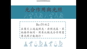 在葉片上造成照光、非照光區，其他條件相同，用來比較光合作用需要光照才能進行