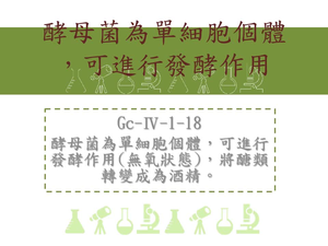 酵母菌為單細胞個體，可進行發酵作用[無氧狀態]，將醣類轉變成為酒精