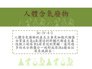 人體含氮廢物的產生主要是細胞代謝蛋白質產生氨&agrave;氨運送到肝臟代謝產生毒性較小的尿素&agrave;尿素送到腎臟，連同過多的水分與鹽分一起形成尿液&agrave;藉由泌尿系統排出