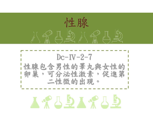 性腺包含男性的睪丸與女性的卵巢，可分泌性激素，促進第二性徵的出現