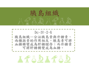 胰島組織—分泌胰島素與升糖素，兩種激素的作用相反。胰島素可將血糖轉變成為肝糖儲存；而升糖素可將肝糖轉變成為血糖
