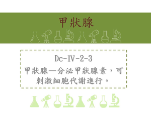 甲狀腺&mdash;分泌甲狀腺素，可刺激細胞代謝進行