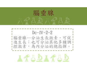 腦垂腺&mdash;分泌生長激素，可促進生長；也可分泌其他多種調控激素，為內分泌的總指揮