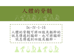 人體的脊髓可將四肢及軀幹的訊息傳遞到腦部，也可將腦部訊息傳遞到四肢及軀幹
