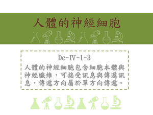 人體的神經細胞包含細胞本體與神經纖維，可接受訊息與傳遞訊息，傳遞方向屬於單方向傳遞