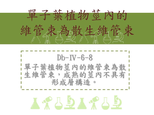 單子葉植物莖內的維管束為散生維管束，成熟的莖內不具有形成層構造