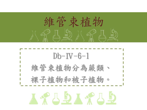 維管束植物分為蕨類、裸子植物和被子植物