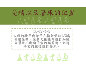 人類的精子與卵子在輸卵管前1/3處相遇受精，受精之後隨即進行細胞分裂並不斷向子宮內膜前進，到達自宮內膜後進行著床