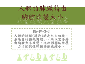 人體的肺臟[肺泡]缺乏肌肉組織，無法自行擴張與縮小，所以需要藉由胸腔大小改變，進而影響胸腔壓力才能促使肺臟擴張或縮小