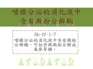 唾腺分泌的消化液中含有澱粉分解酶，可初步將澱粉分解成為麥芽糖