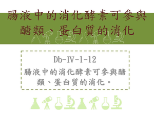 腸液中的消化酵素可參與醣類、蛋白質的消化