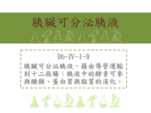 胰臟可分泌胰液，藉由導管運輸到十二指腸；胰液中的酵素可參與醣類、蛋白質與脂質的消化