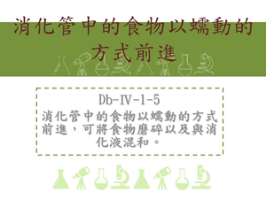 消化管中的食物以蠕動的方式前進，可將食物磨碎以及與消化液混和