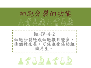 細胞分裂造成細胞數目變多，使個體生長，可促進受傷的組織再生