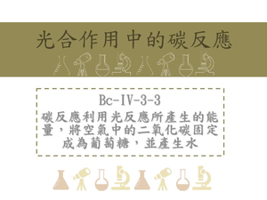 碳反應利用光反應所產生的能量，將空氣中的二氧化碳固定成為葡萄糖，並產生水