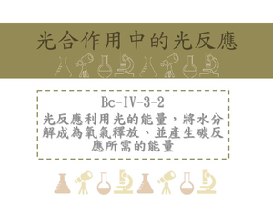 光合作用可分為光反應和碳反應，而光反應需要光照才能進行；碳反應緊接在光反應之後進行，所以間接需要光照才能進行。
