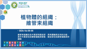 BDb-Va-09-06_植物體的組織：維管束組織縮圖