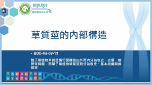 BDb-Va-09-13_草質莖的內部構造