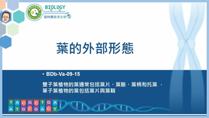 BDb-Va-09-15_葉的外部形態