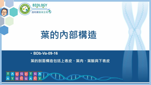 BDb-Va-09-16_葉的內部構造