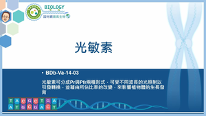 BDb-Va-14-03_光敏素