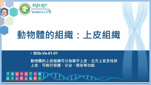 BDb-Va-01-01_動物體的組織：上皮組織